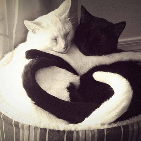 Black and White Cats - Valentine's Card