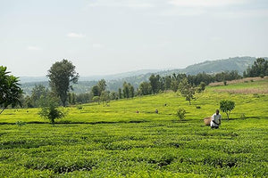 Ajiri Kenyan Black Tea