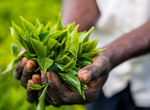 Ajiri Kenyan Black Tea