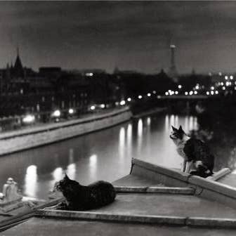 Paris, Cats At Night-Valentine's Day